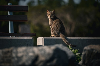 O que é Adobe Lightroom?